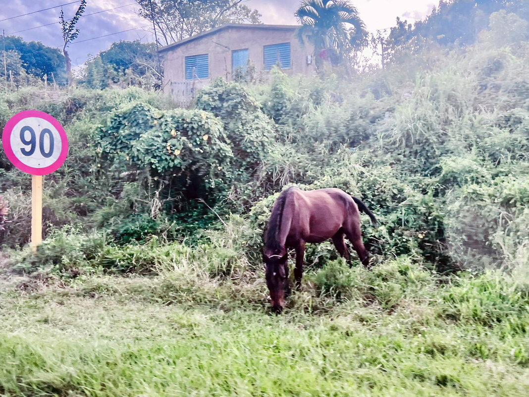 ) - Александра Николаева