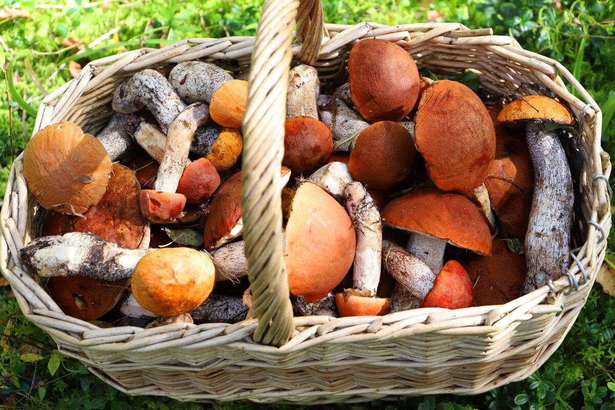 Осень 2023 - краснов юрий Осень 2023 - краснов юрий