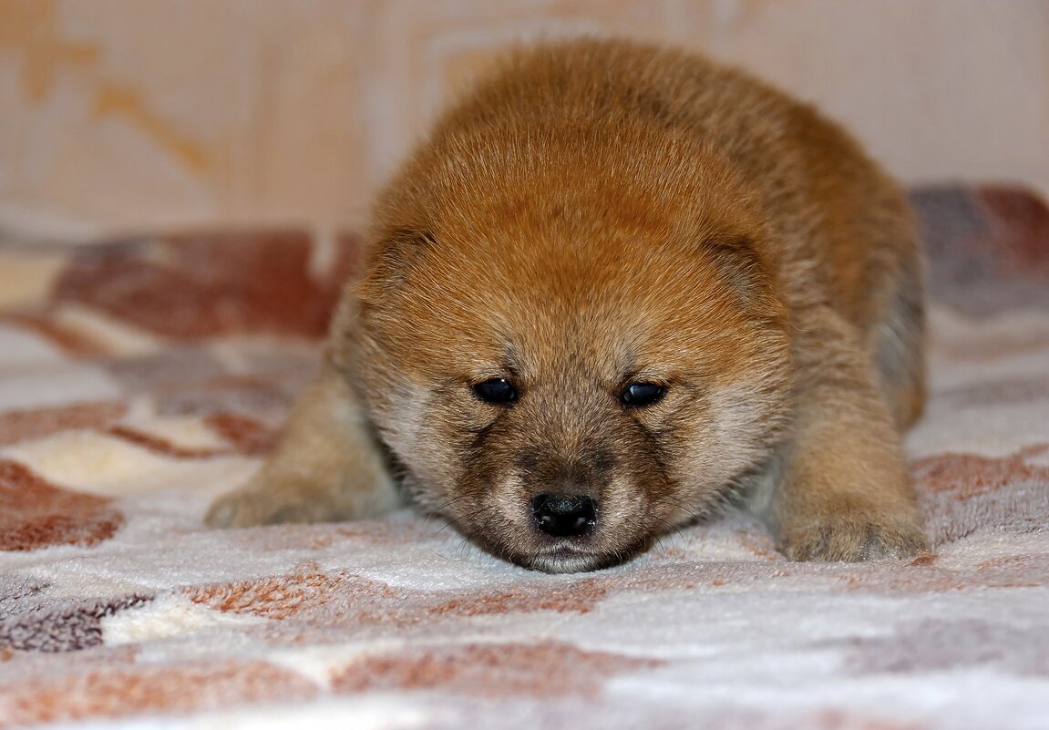 Бутуз - Валерий Иванович