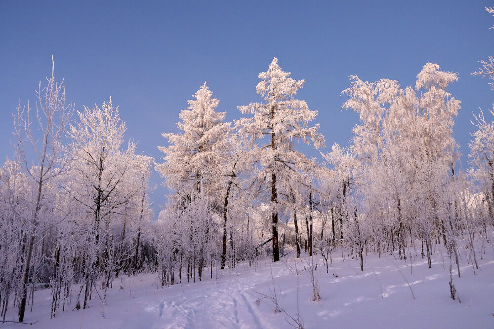 Прогулки по зимним тропинкам - Галина Ильясова Прогулки по зимним тропинкам - Галина Ильясова