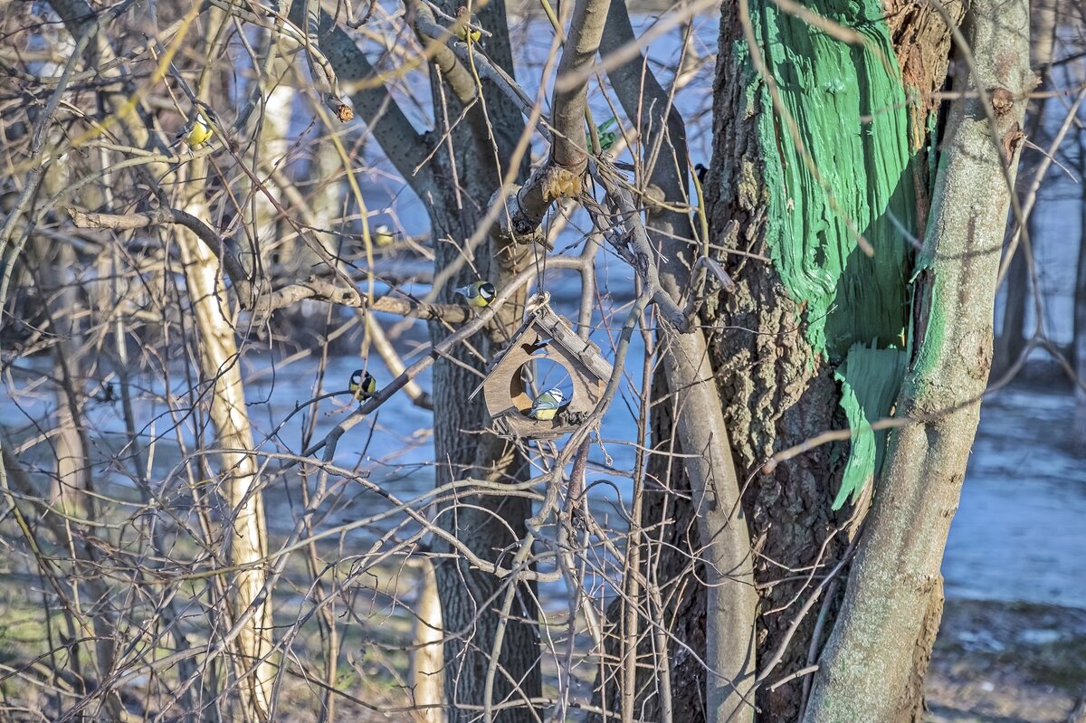 У кормушки - Валерий Иванович У кормушки - Валерий Иванович