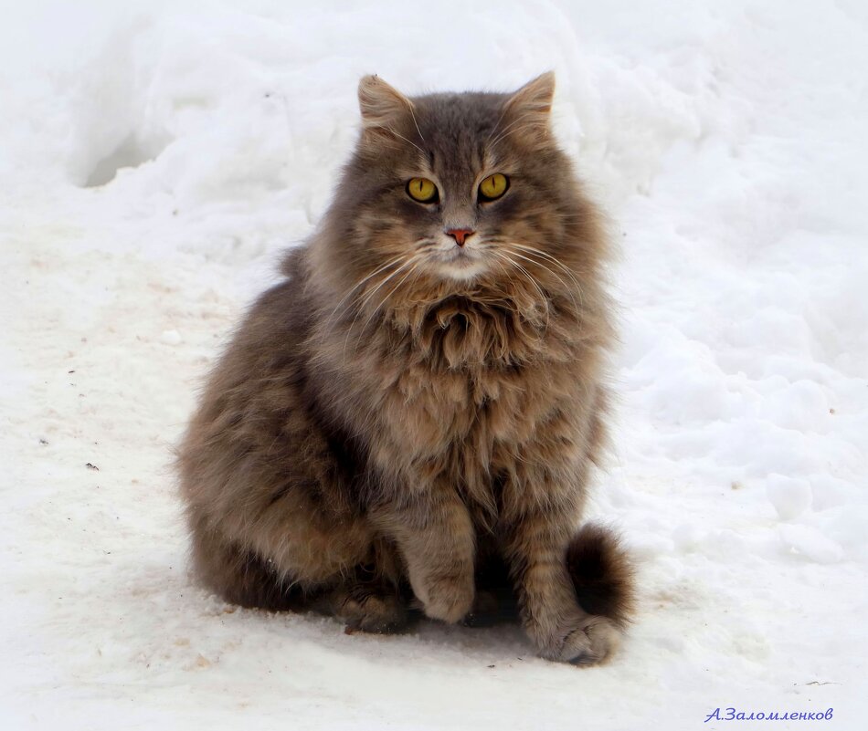 Товарищ, а чего так холодно, вроде же весна начиналась... - Андрей Заломленков Товарищ, а чего так холодно, вроде же весна начиналась... - Андрей Заломленков