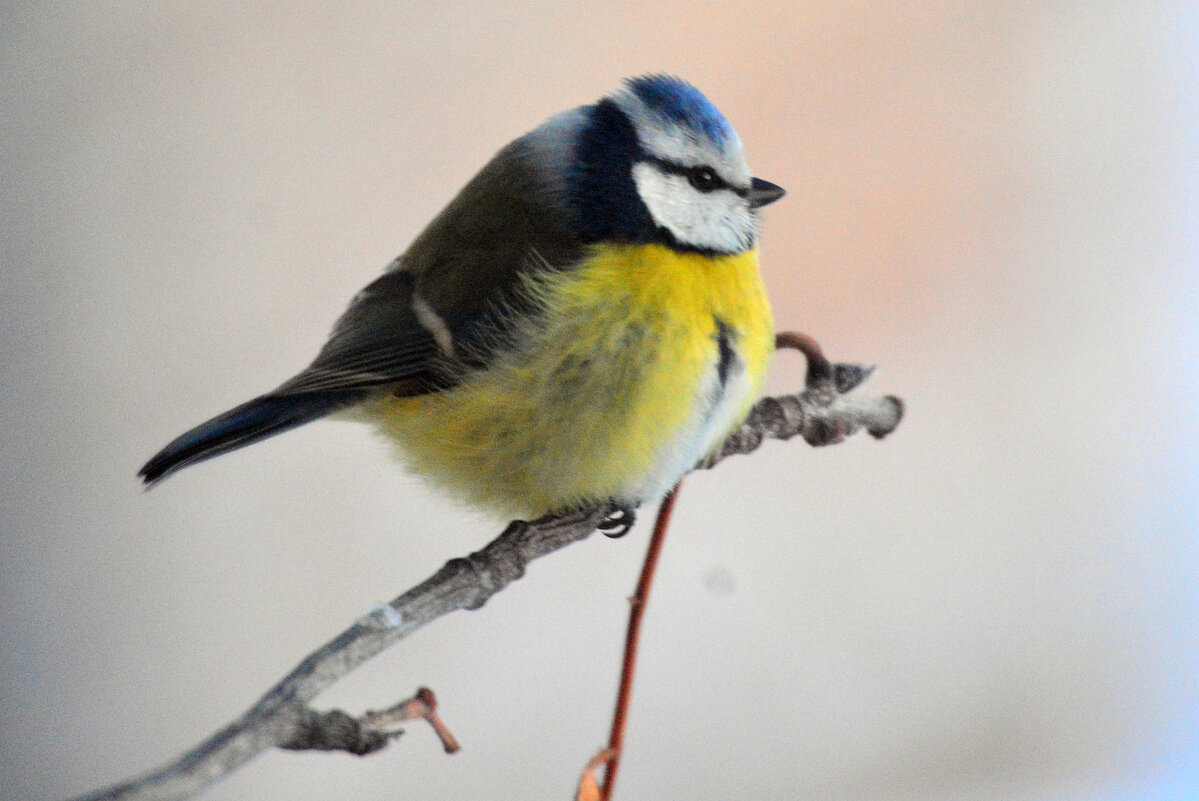 лазоревка - леонид логинов лазоревка - леонид логинов