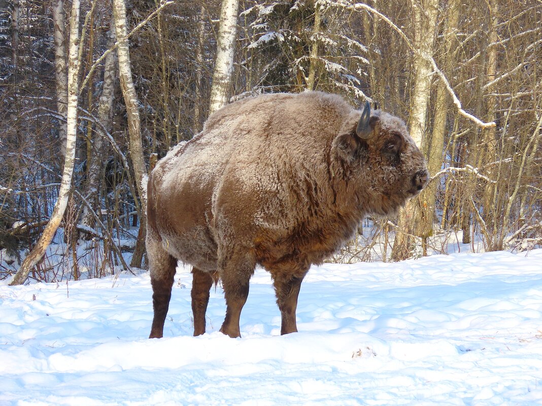 Зубр Европейский - Ольга Митрофанова Зубр Европейский - Ольга Митрофанова