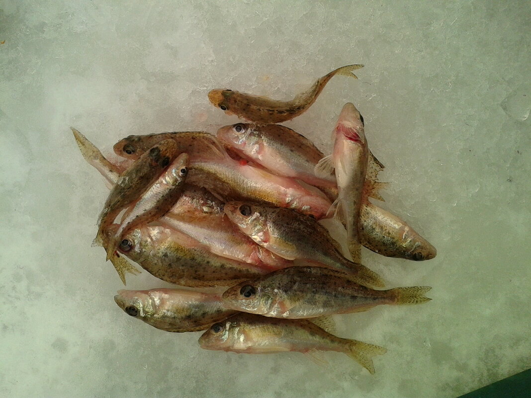 Хозяева реки Иртыш. - сергей ермошкин Хозяева реки Иртыш. - сергей ермошкин