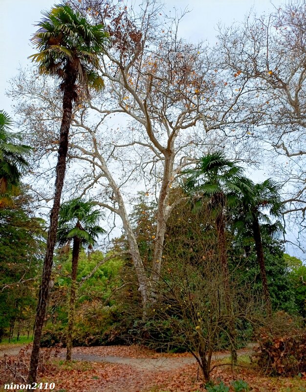 Адлер. Дендропарк "Южные культуры" - Нина Бутко Адлер. Дендропарк "Южные культуры" - Нина Бутко