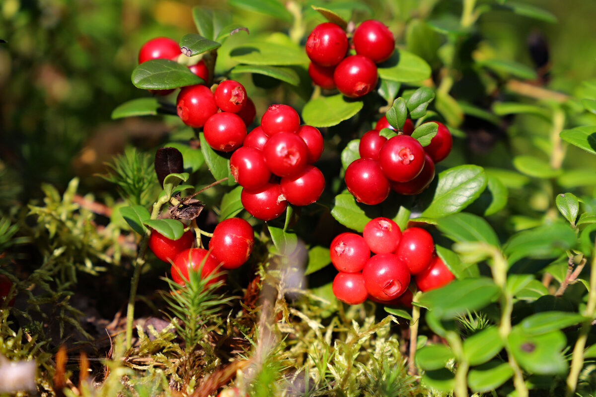 Брусника - краснов юрий Брусника - краснов юрий