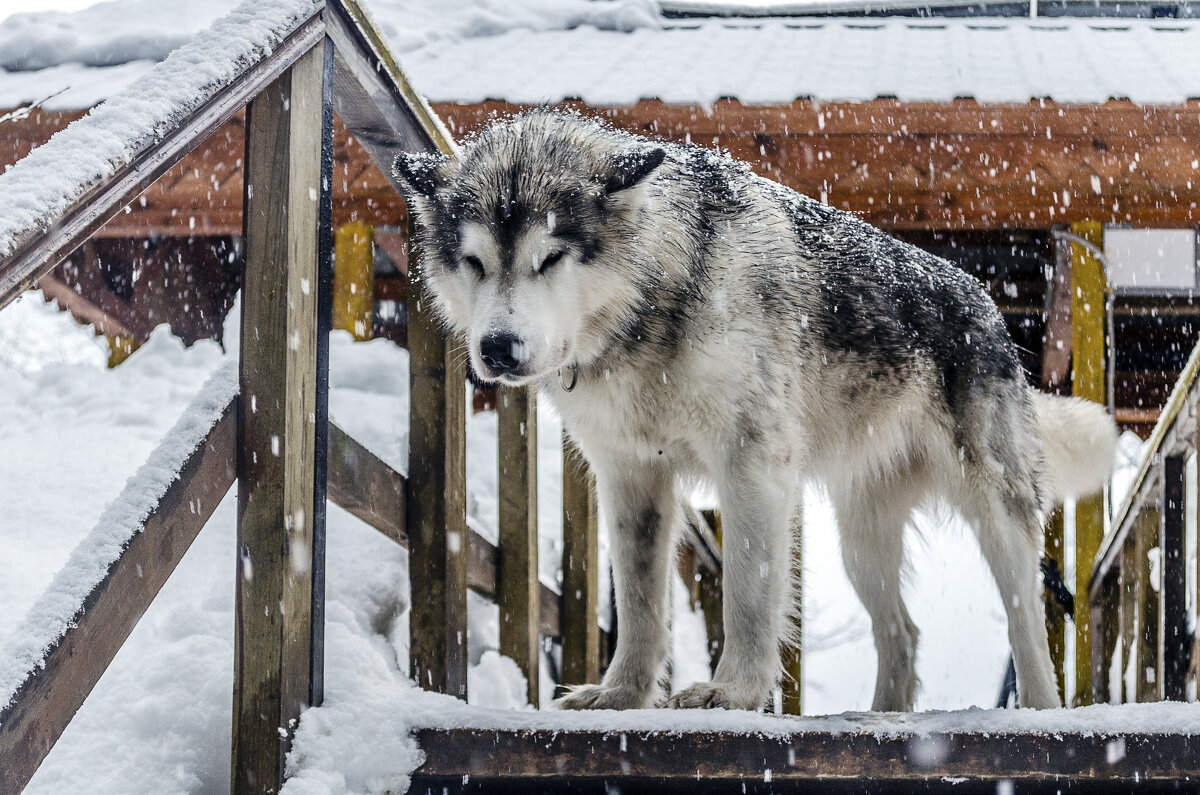 Акела - Андрей Щетинин Акела - Андрей Щетинин