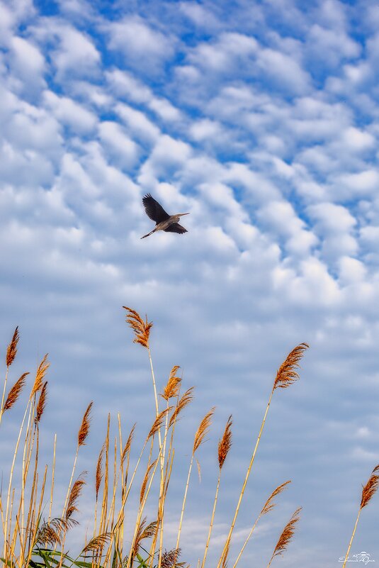 ... - Евгений Юрич