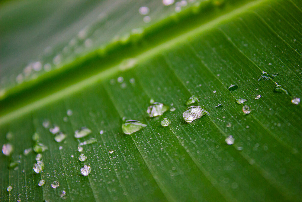 Капли - Светлана SvetNika17 Капли - Светлана SvetNika17