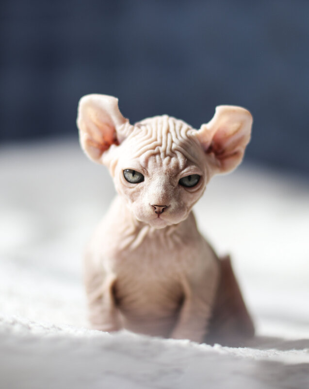 Угрюмый котенок - Фотограф Ирина Белянина