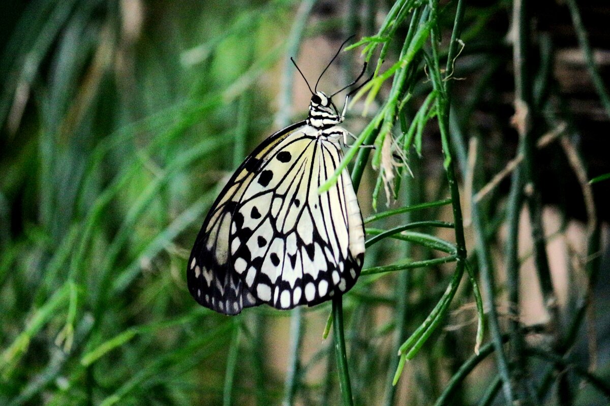 Про бабочку - Юрий. Шмаков