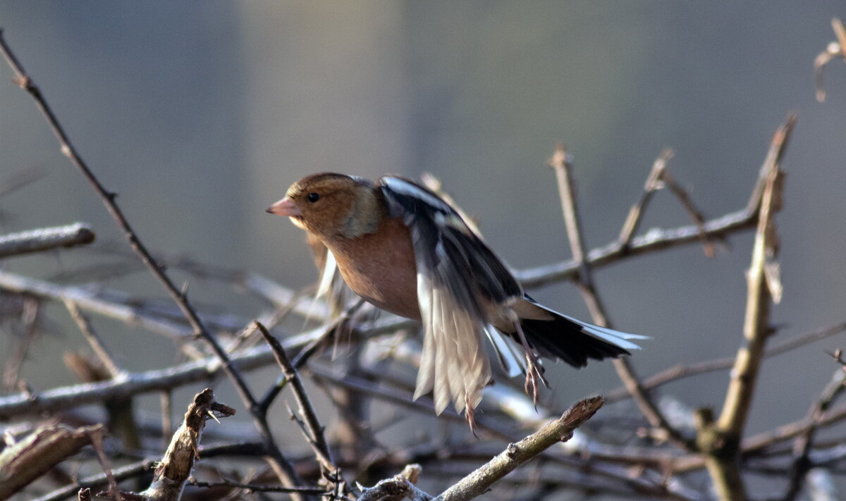 -- - vladimir -- - vladimir