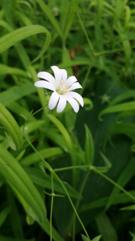 Звездчатка ланцетолистная {Stellaria holostea} - Александр Кольцов