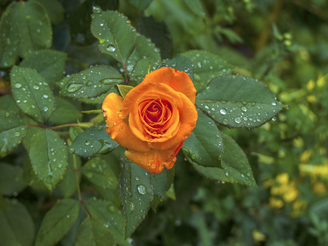 Роза после дождя - Валентин Семчишин Роза после дождя - Валентин Семчишин