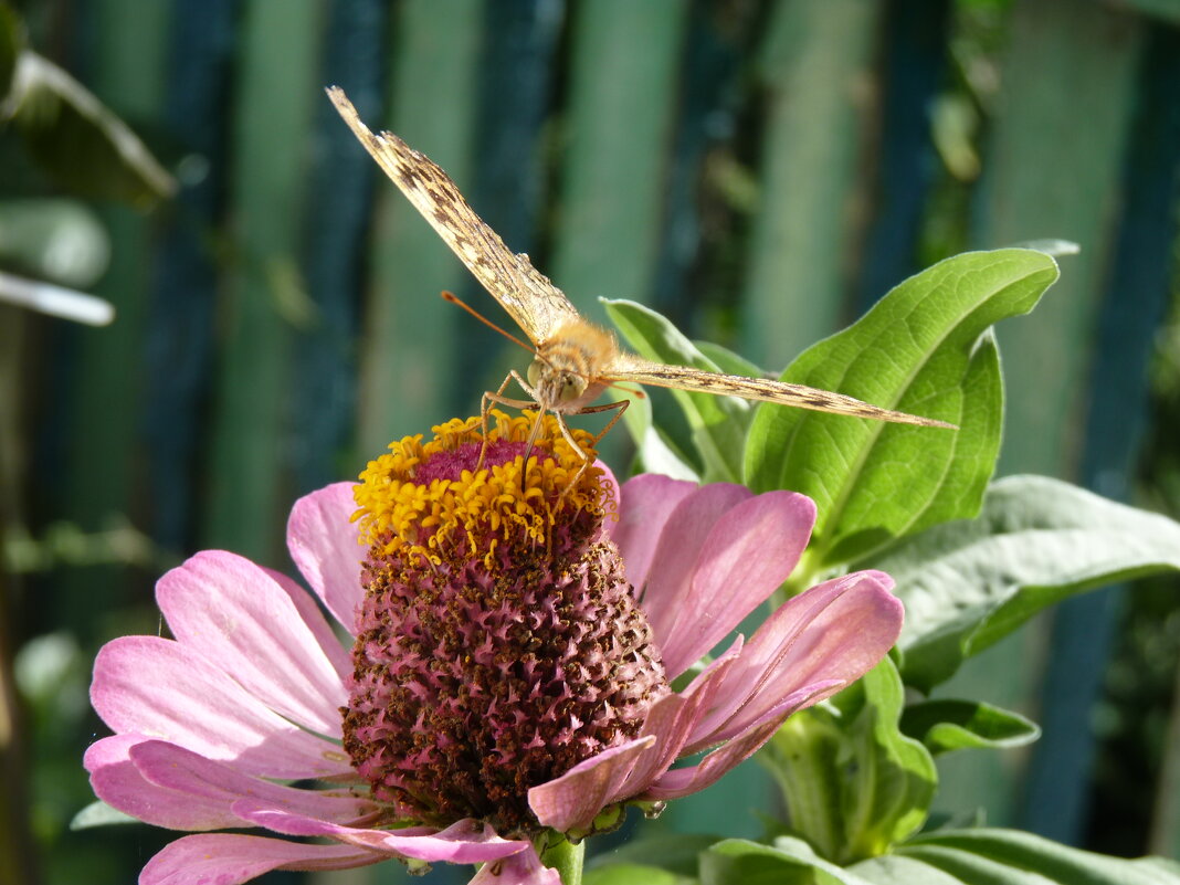 Ястрибиный мотылёк колибри - Валентин Семчишин