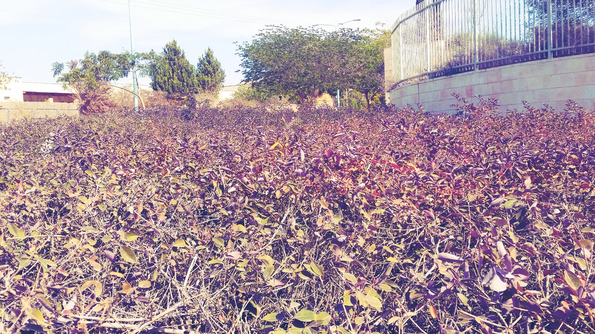 12  КЛОС (431) - CLOSE WAYS ALL