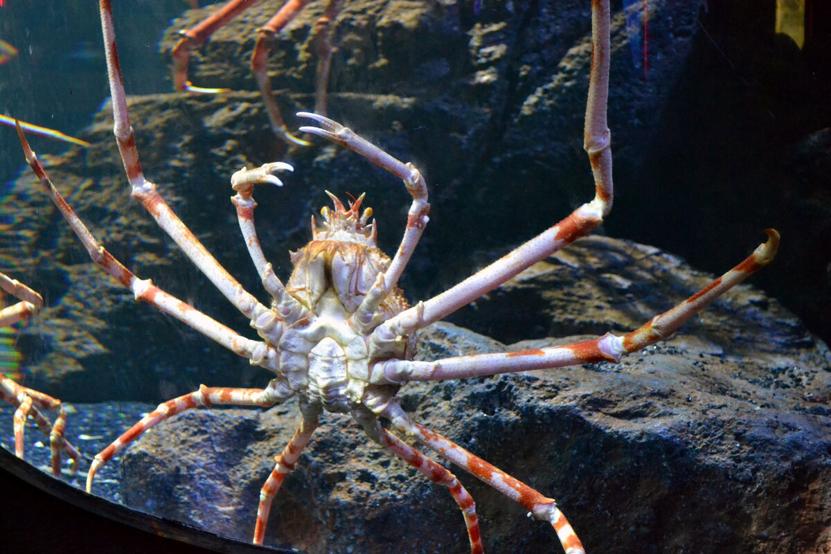 Краб - ирина 