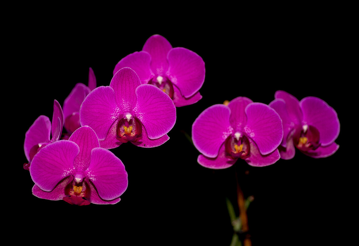 Орхидея. - Sergey (Apg)