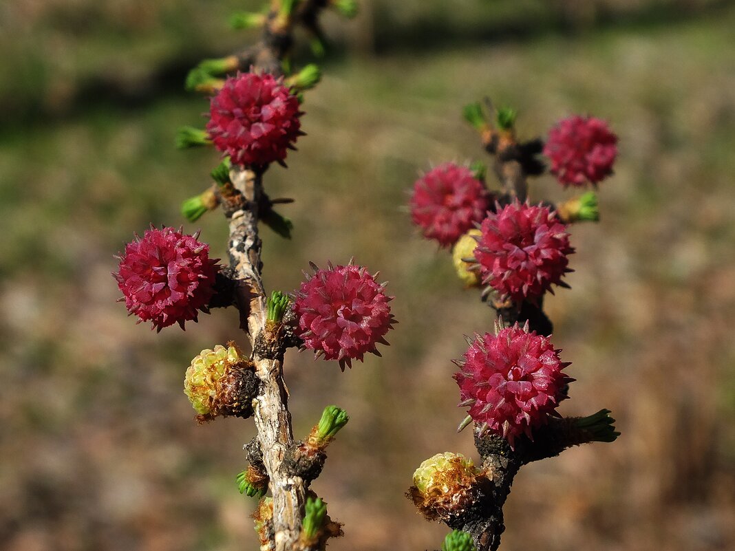 Лиственница - Зоя Мишина Лиственница - Зоя Мишина
