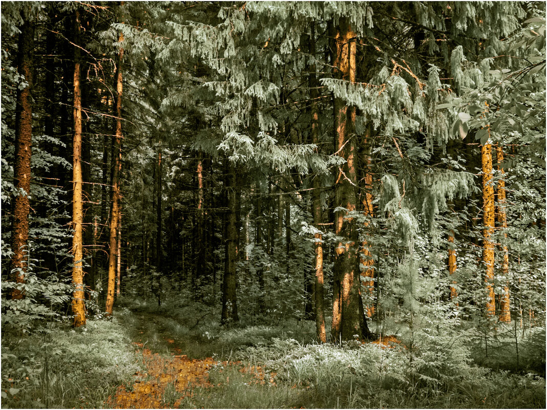 Дорога к бабушке Красной Шапочки (инфракрасная фотография. Фильтр 630nm) - Валентин Котляров