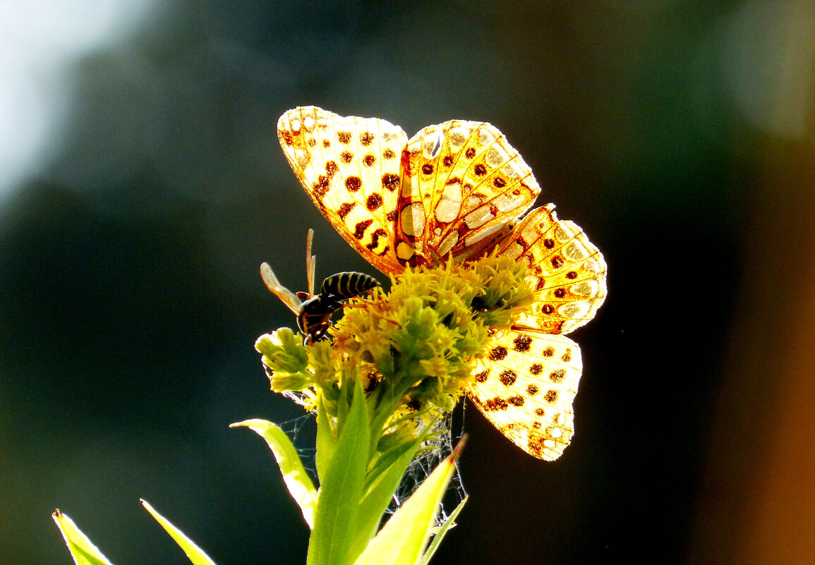 опять про бабочек 258 - Александр Прокудин опять про бабочек 258 - Александр Прокудин