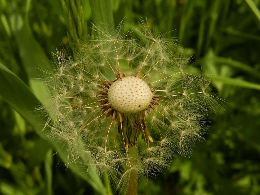 Одува́нчик {Taráxacum} (closeup-photo) - Александр Кольцов