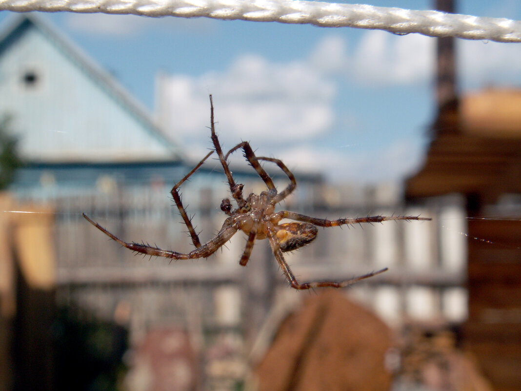 Паучок - Dar(k) Life Паучок - Dar(k) Life