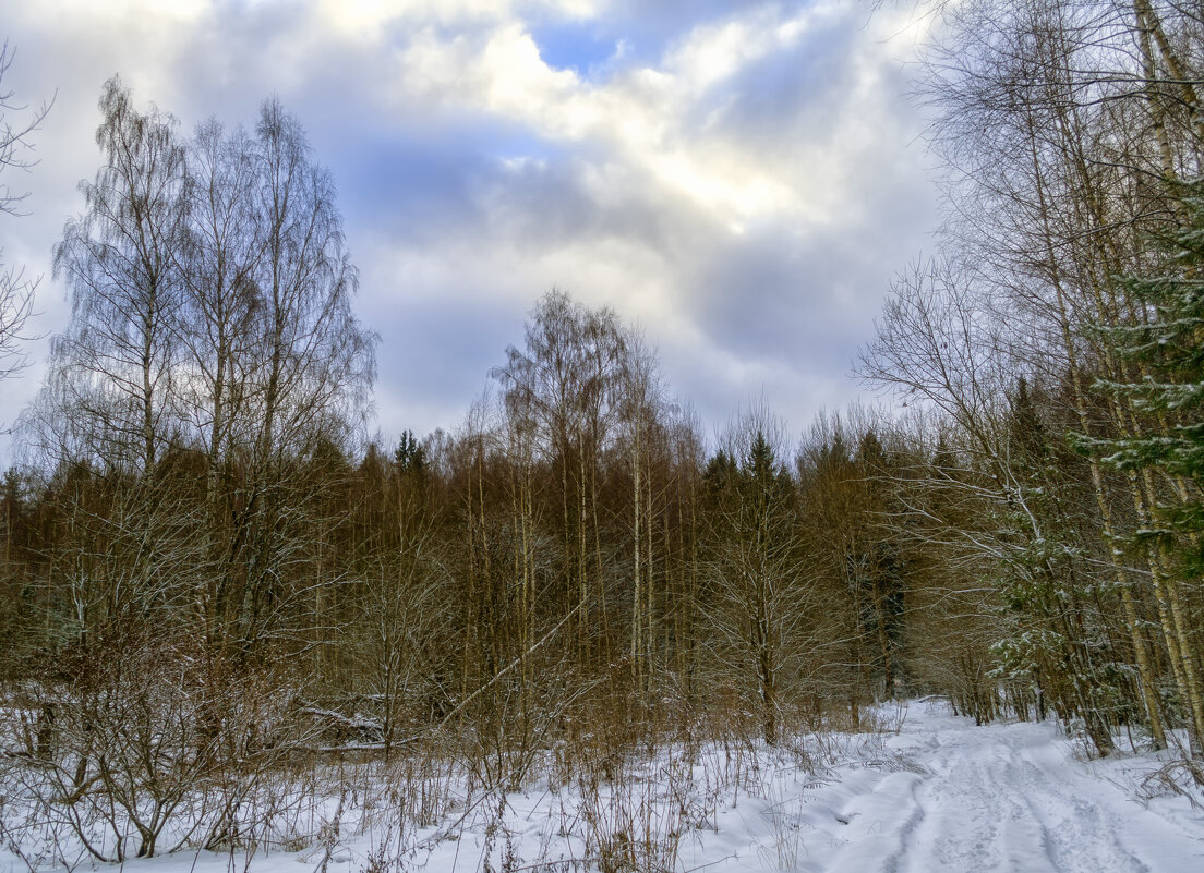 Прогулка по зимнему лесу - Сергей Цветков Прогулка по зимнему лесу - Сергей Цветков