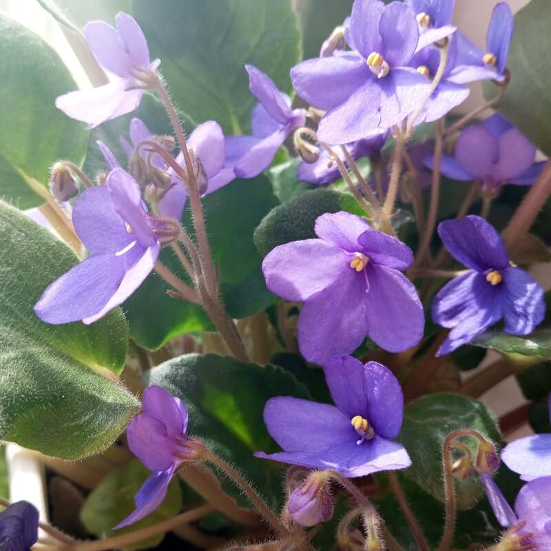 Фиалка весной - Елена Семигина