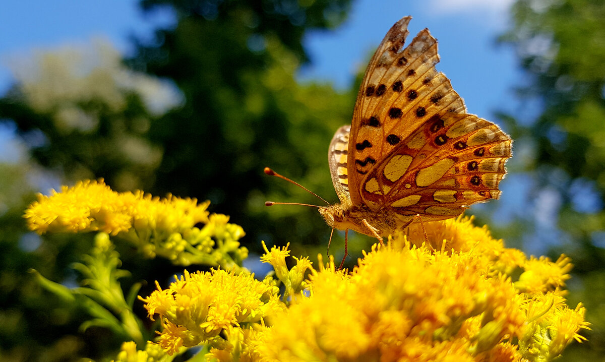 опять про бабочек 266 - Александр Прокудин опять про бабочек 266 - Александр Прокудин
