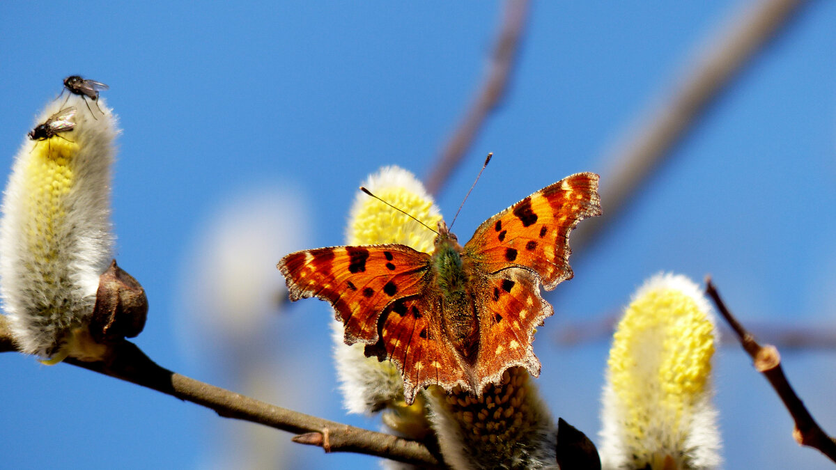 опять про бабочек 270 - Александр Прокудин
