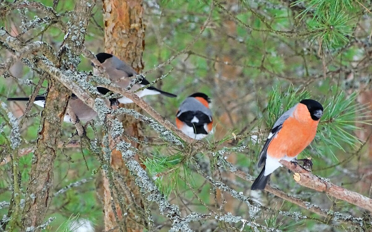 Стайка снегирей. - Милешкин Владимир Алексеевич Стайка снегирей. - Милешкин Владимир Алексеевич