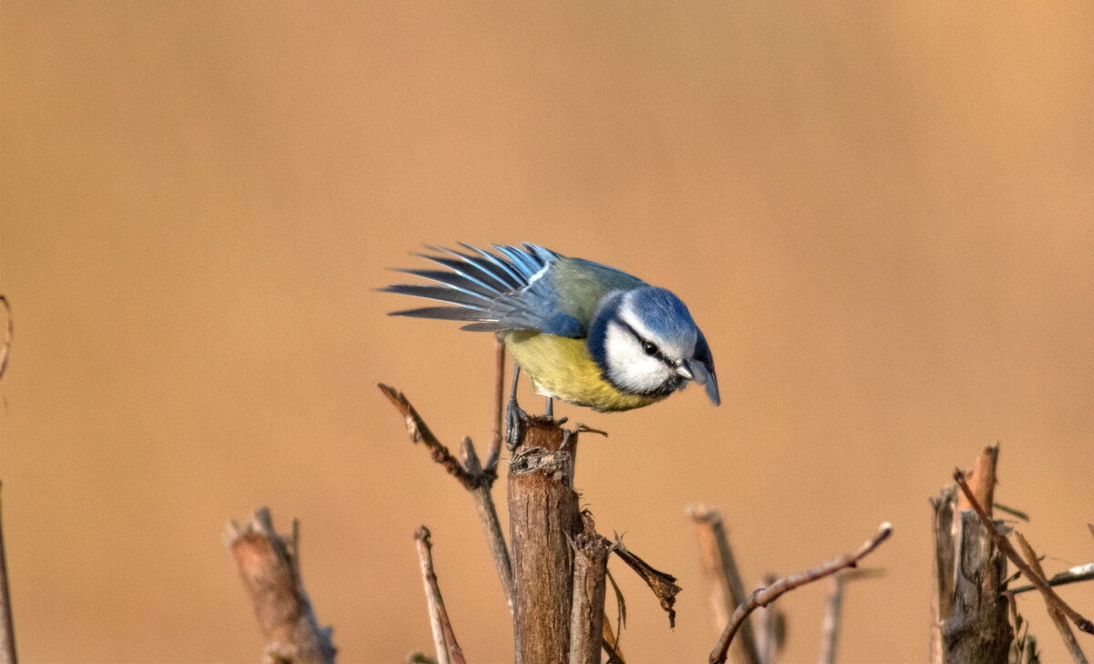 на старте - vladimir 