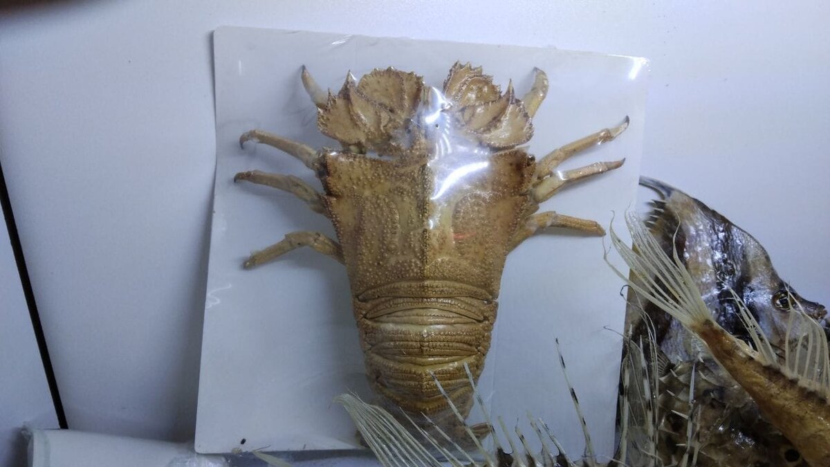 Thenus orientalis - Конрад Карлович Михельсон