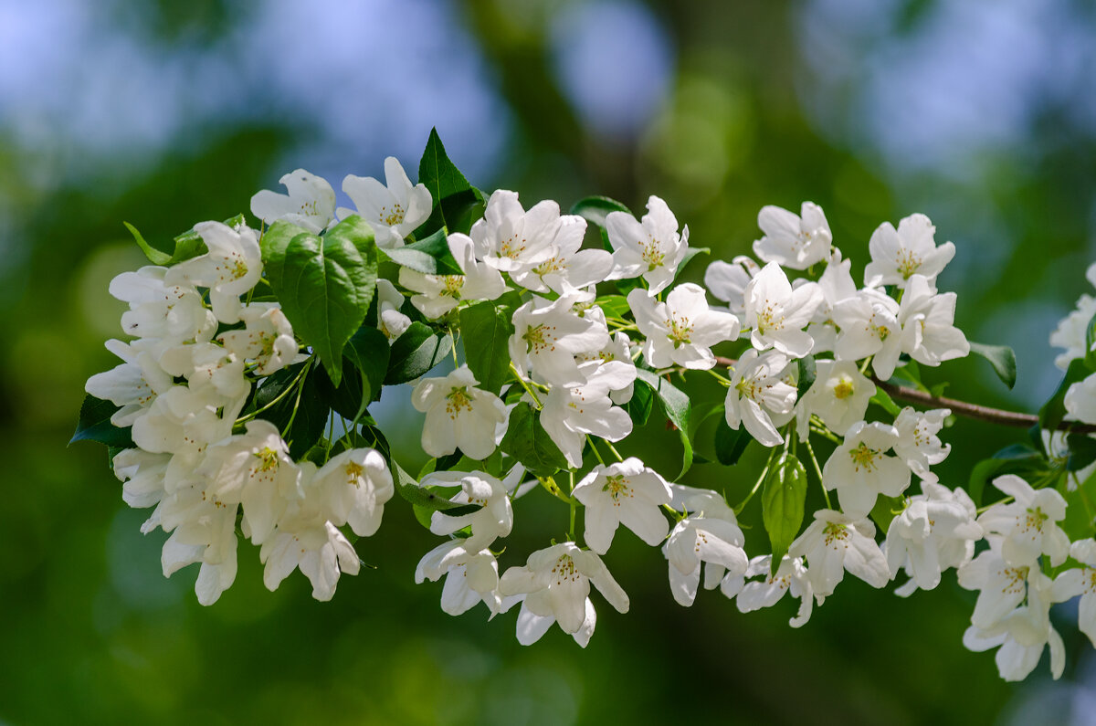 *** - Виктор Иванович Чернюк *** - Виктор Иванович Чернюк
