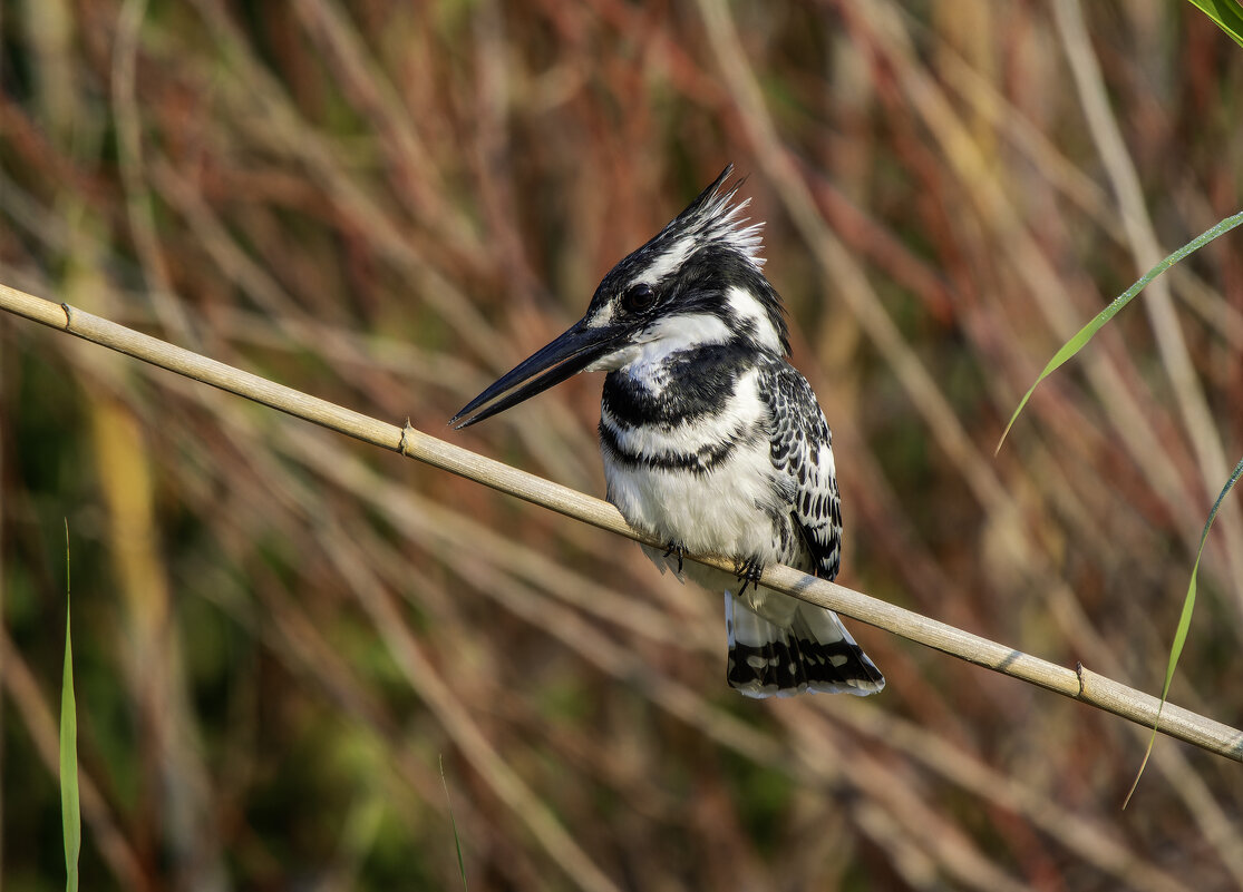 Малый пегий зимородок. - Alexander Amromin Малый пегий зимородок. - Alexander Amromin