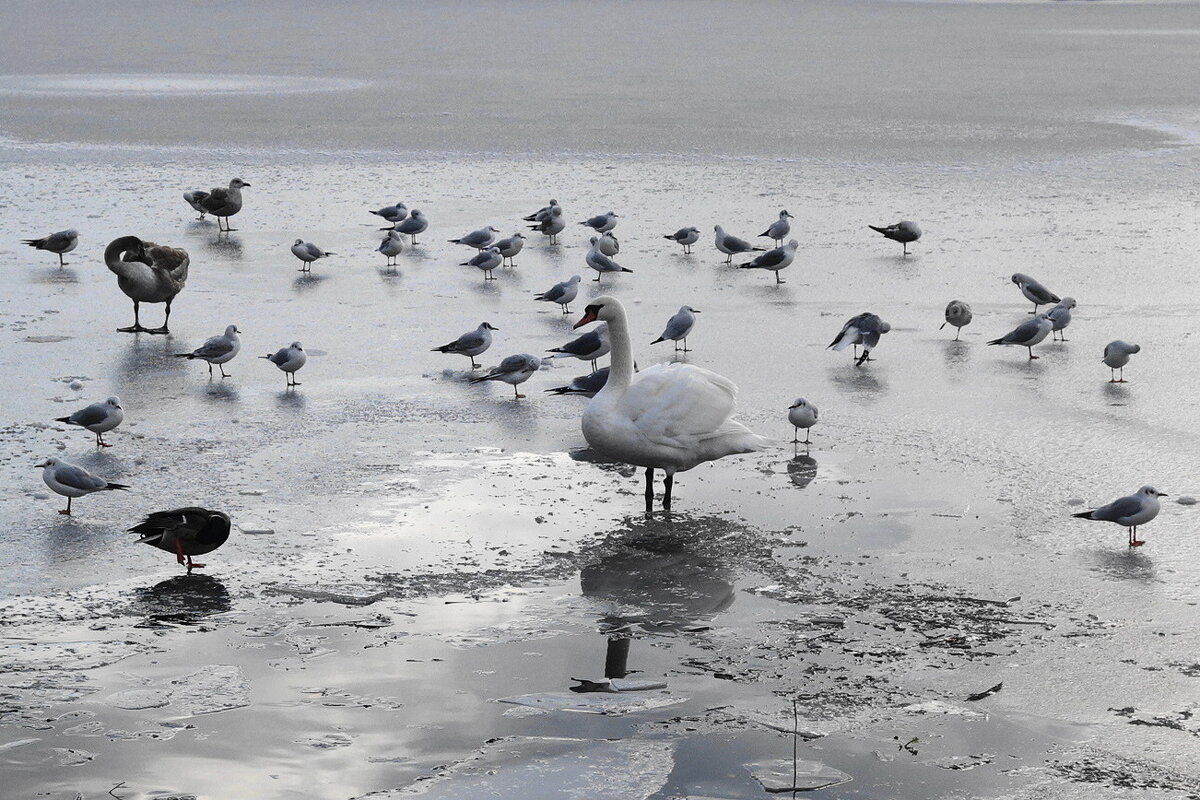 Лебеди и чайки в городском парке - Рита Симонова Лебеди и чайки в городском парке - Рита Симонова