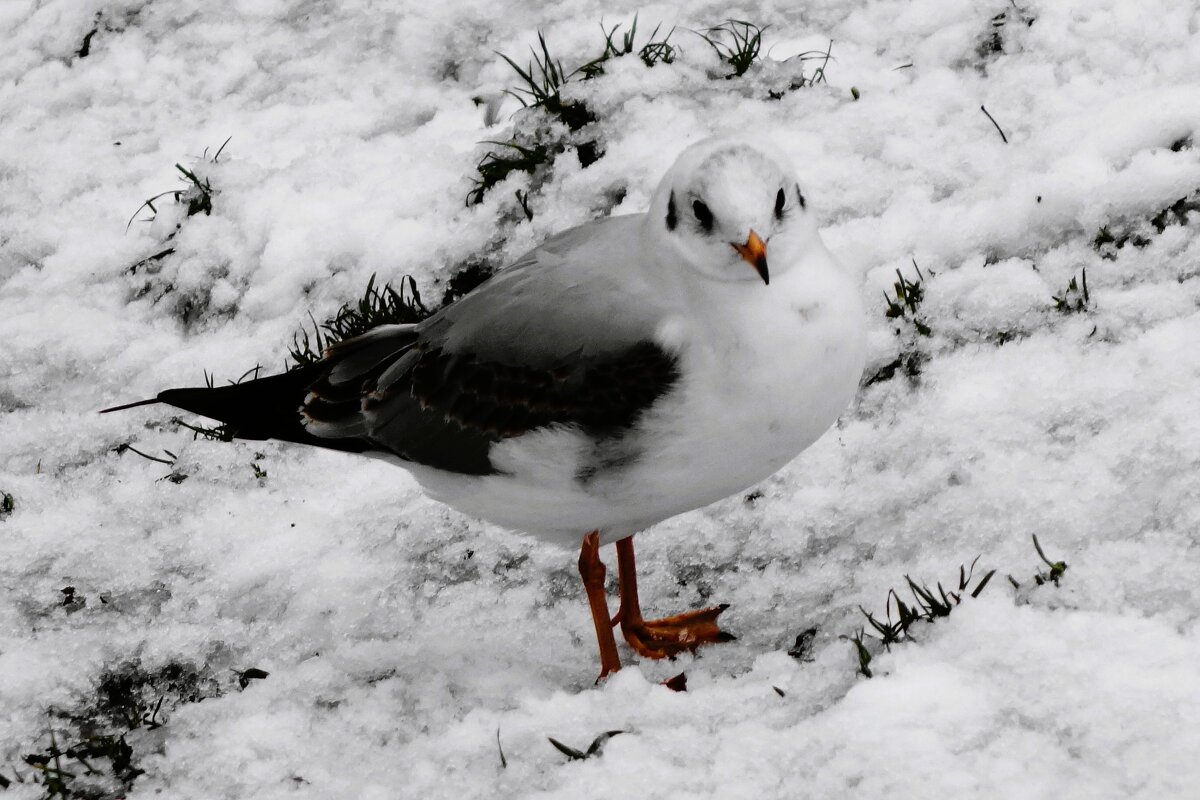 Чайка в городском парке - Рита Симонова