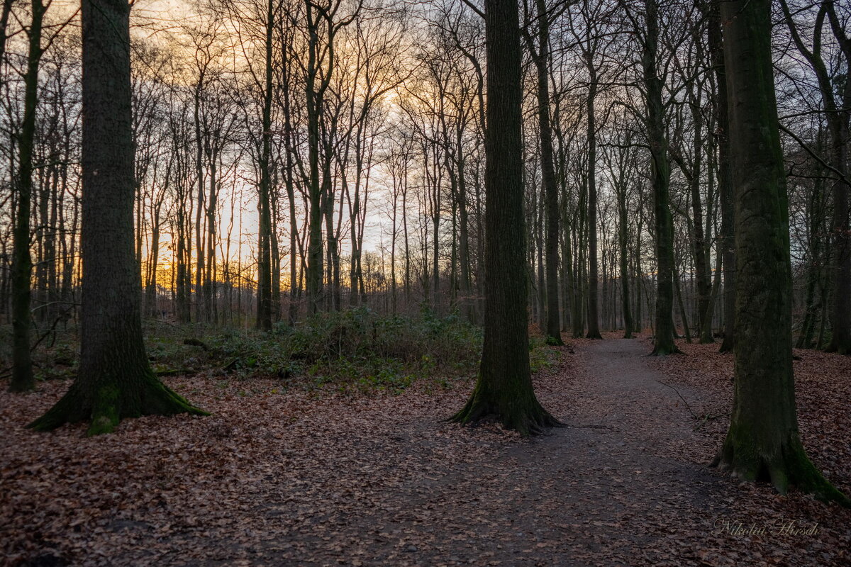 Меж деревьями... - Николай Гирш Меж деревьями... - Николай Гирш
