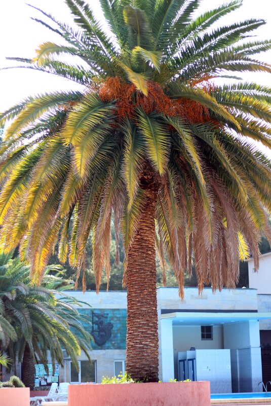 Абхазия - Андрей Л. В. Абхазия - Андрей Л. В.