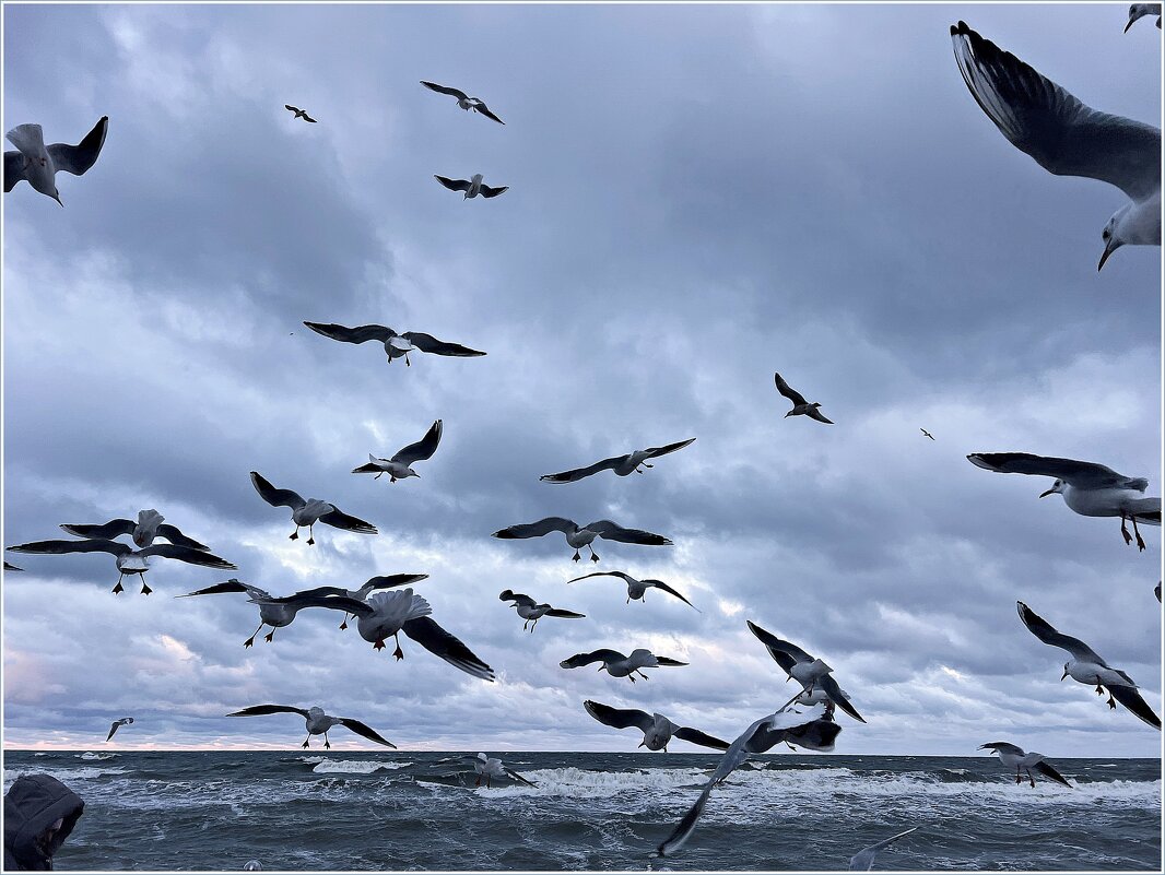 Чайки. - Валерия Комова Чайки. - Валерия Комова