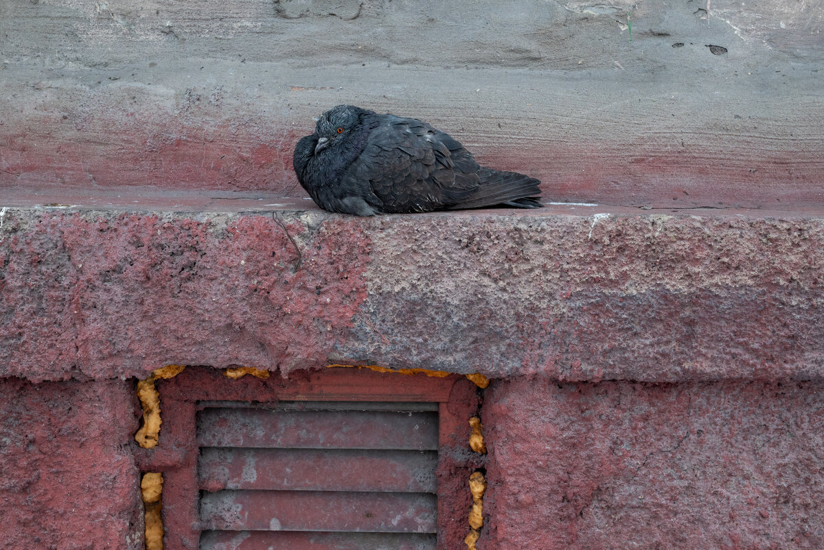 *** - Валерий Михмель 