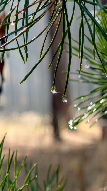 Утренняя роса - Aleksey Bolotov