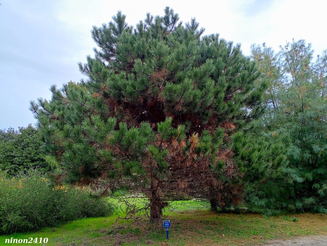 Адлер. Дендропарк "Южные культуры" - Нина Бутко Адлер. Дендропарк "Южные культуры" - Нина Бутко