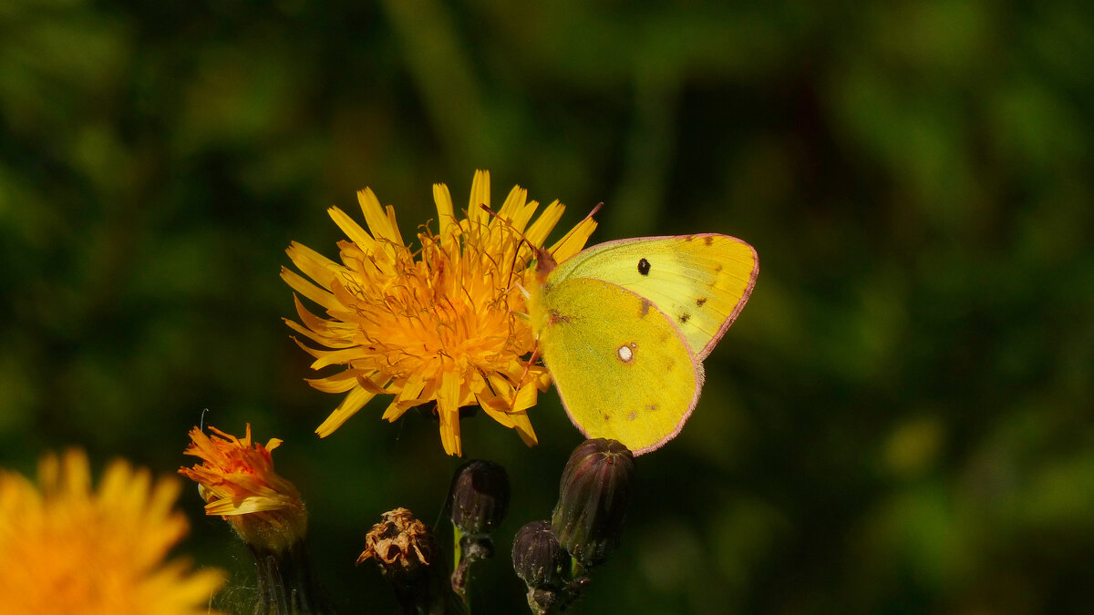 опять про бабочек 271 - Александр Прокудин опять про бабочек 271 - Александр Прокудин