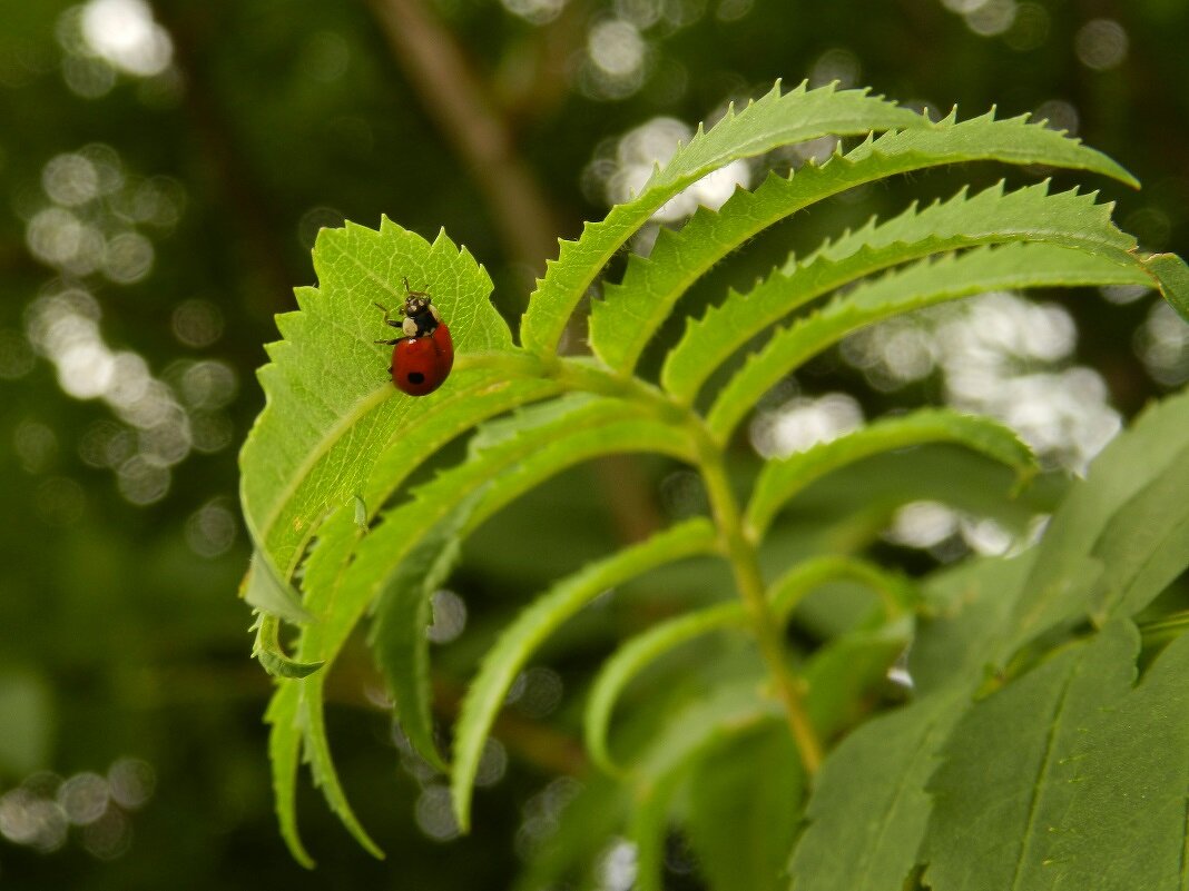 отдых под листом - Александр Кольцов