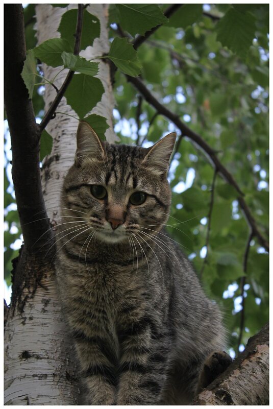 кот "подберёзовик" - Александр Кольцов