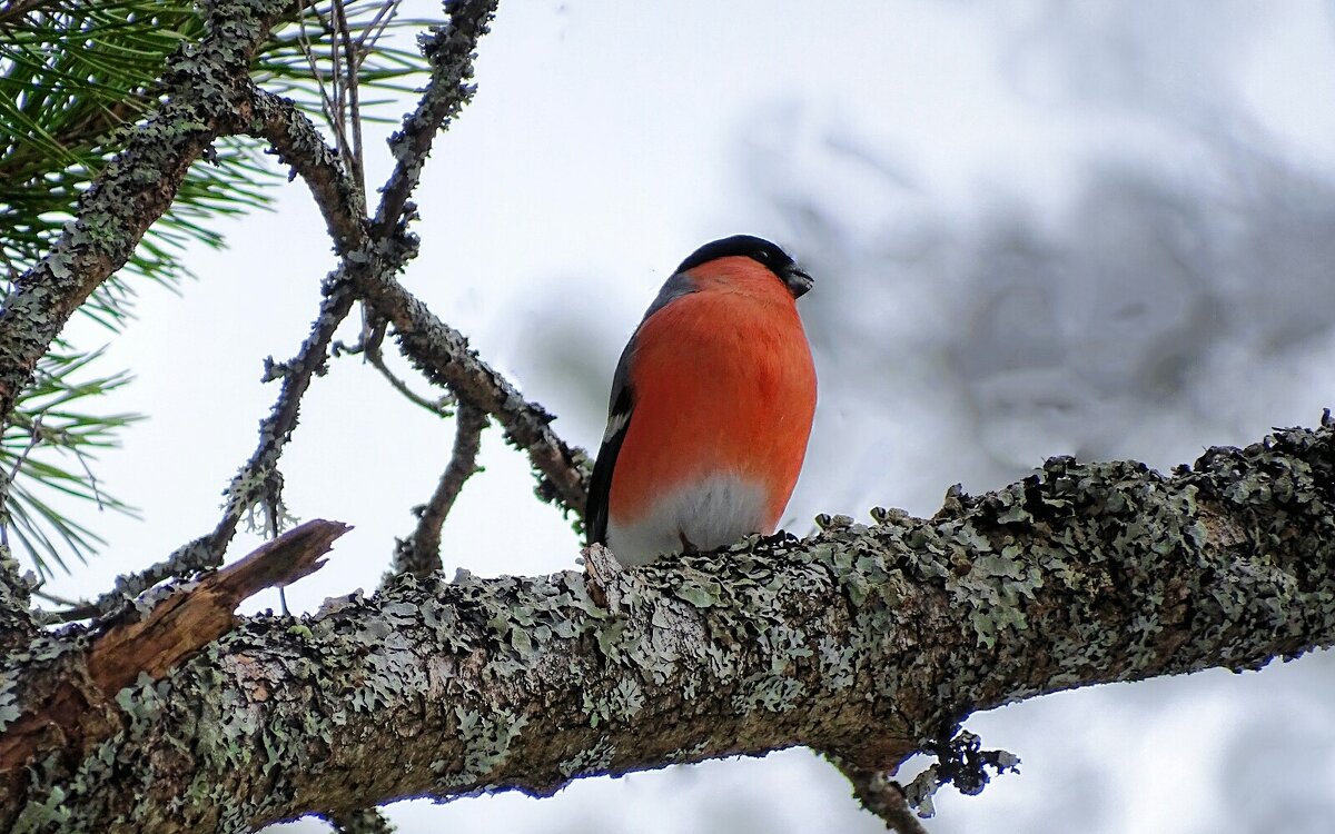 "Наблюдатель" - Милешкин Владимир Алексеевич "Наблюдатель" - Милешкин Владимир Алексеевич