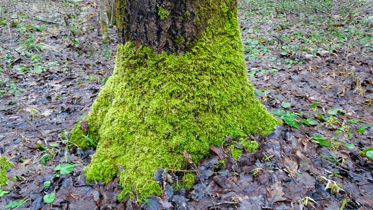 Зелёная "юбка" на старой берёзе. - Милешкин Владимир Алексеевич Зелёная "юбка" на старой берёзе. - Милешкин Владимир Алексеевич
